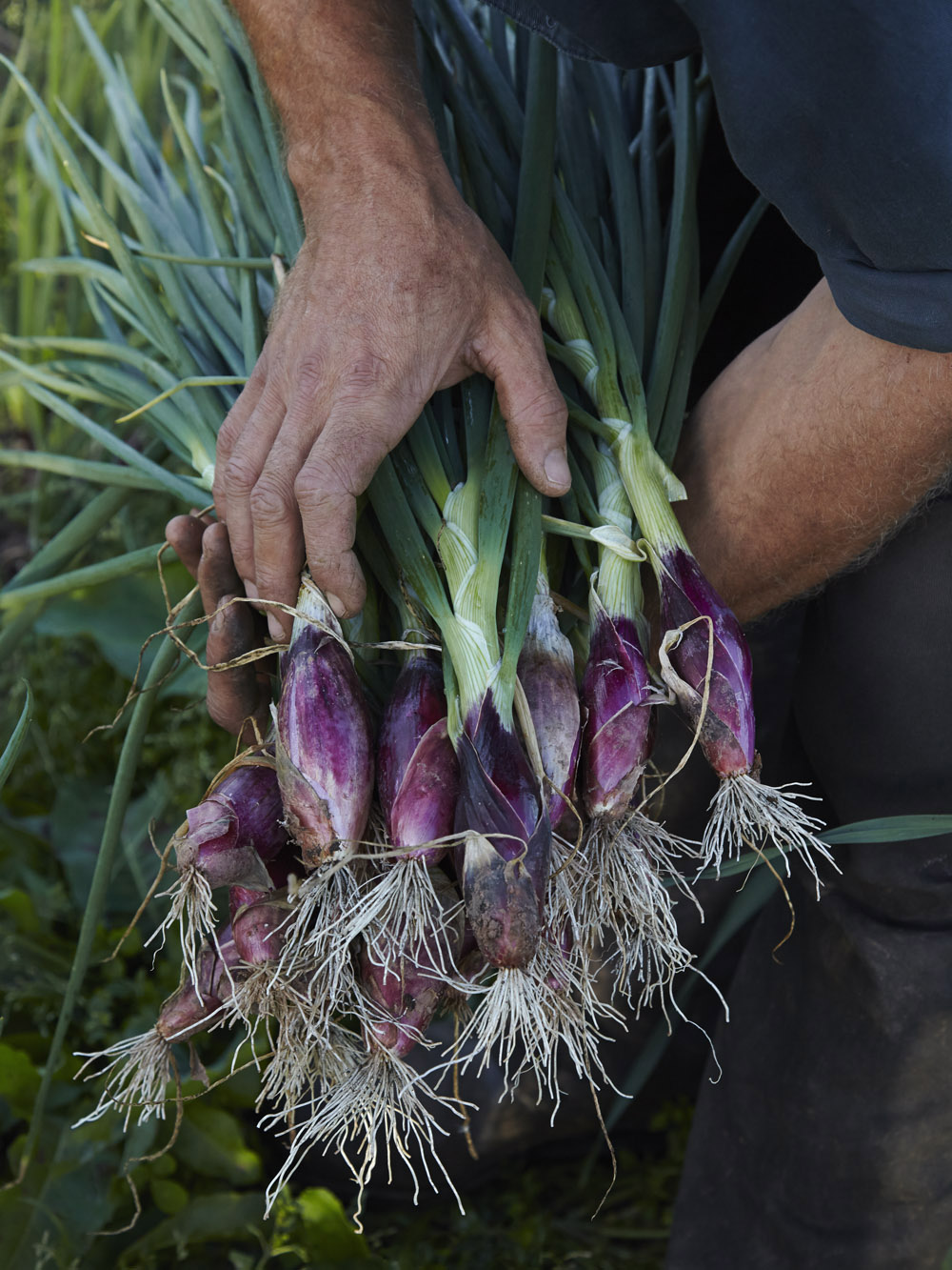 Fern Verrow | Red Florence onions