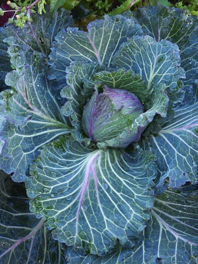 Fern Verrow Cabbage
