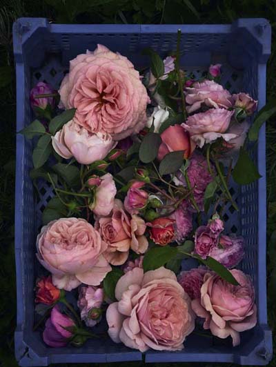 Fern Verrow | Roses